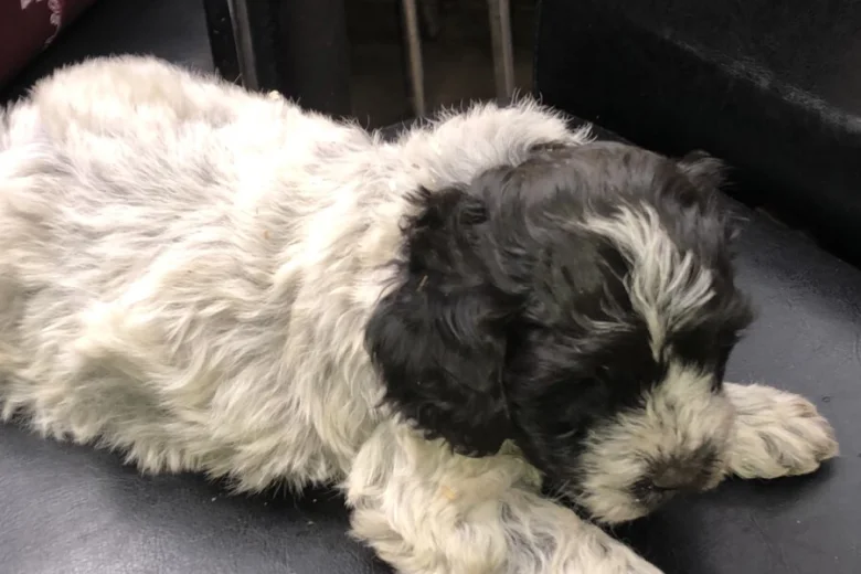 Lagotto Romagnolo