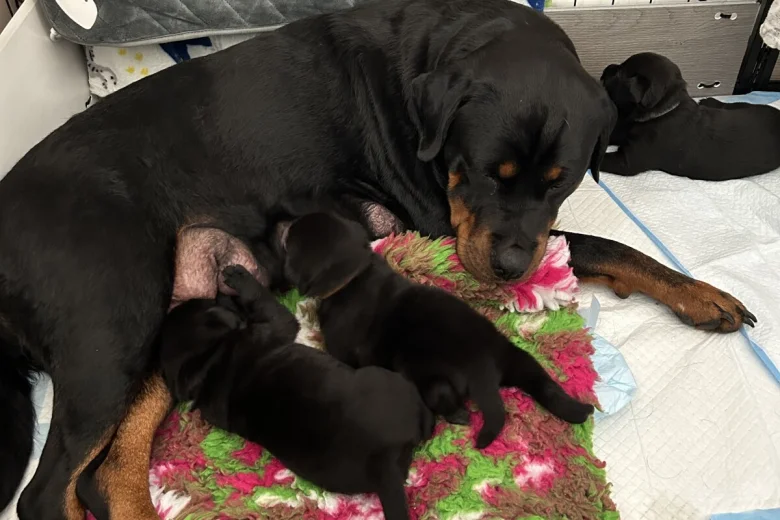 Rottweiler