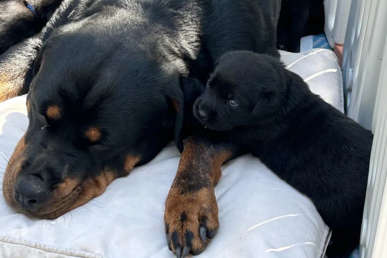 Rottweiler