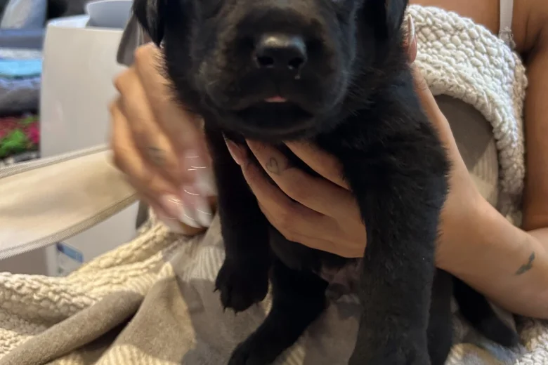 Rottweiler