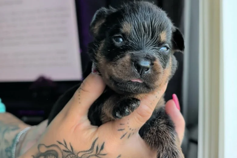 Rottweiler