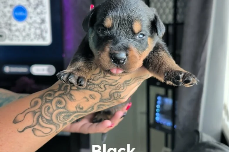 Rottweiler