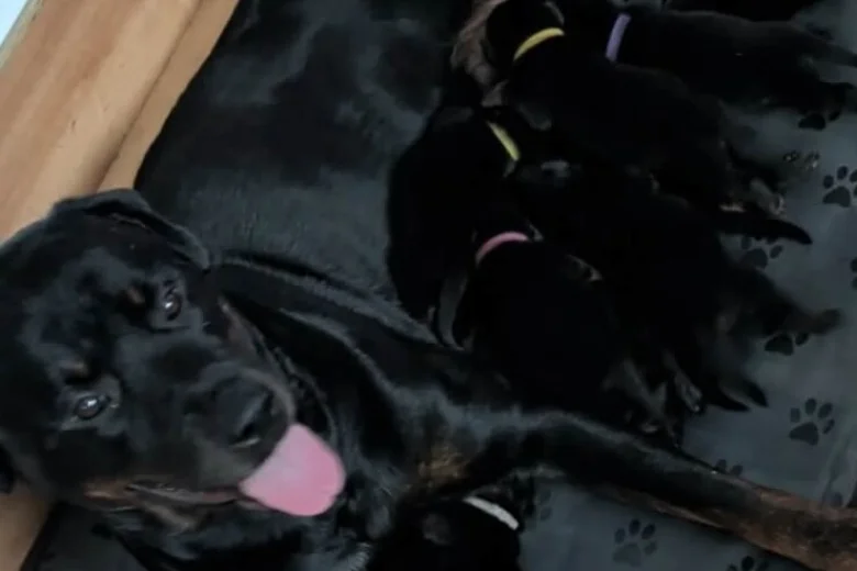 Rottweiler