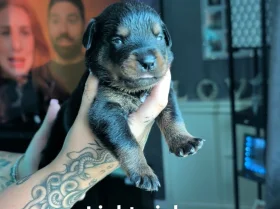Rottweiler