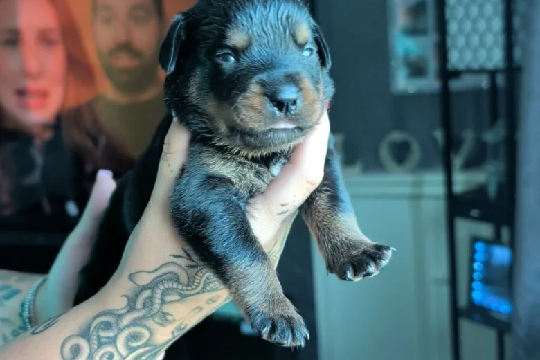 Rottweiler