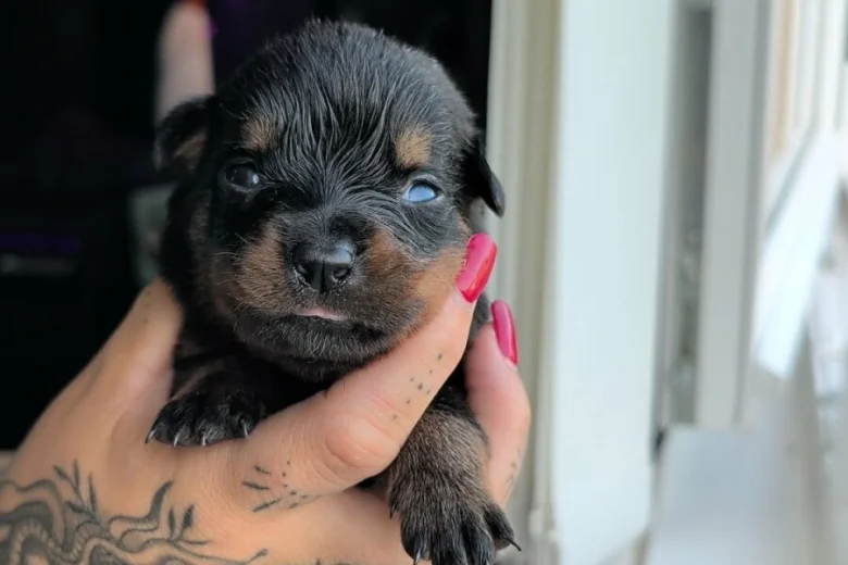 Rottweiler