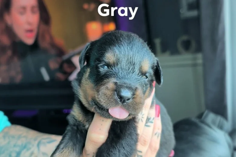 Rottweiler