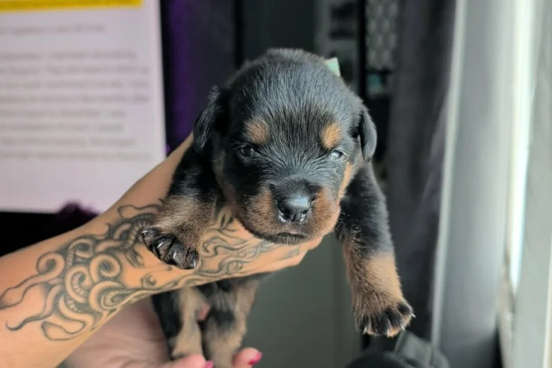 Rottweiler