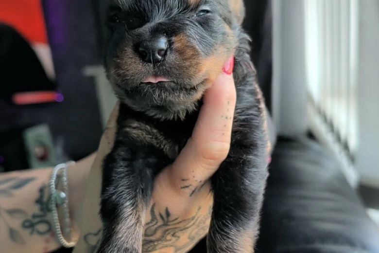 Rottweiler