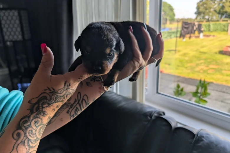 Rottweiler