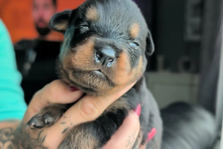 Rottweiler
