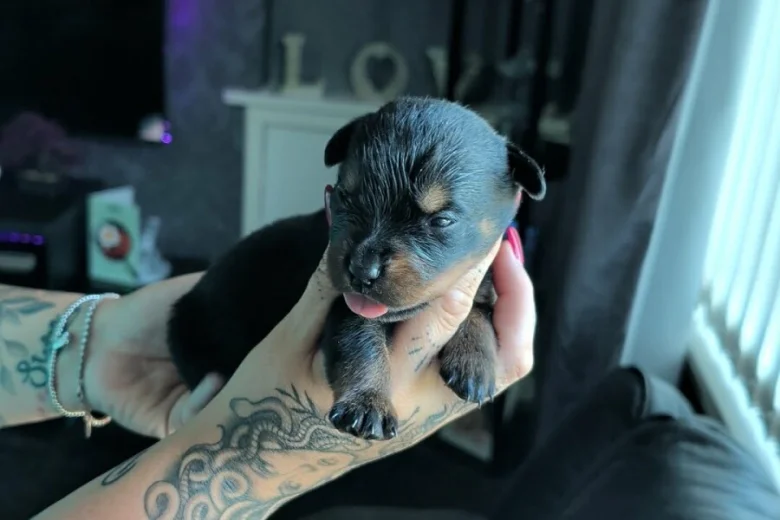 Rottweiler