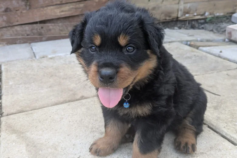 Rottweiler