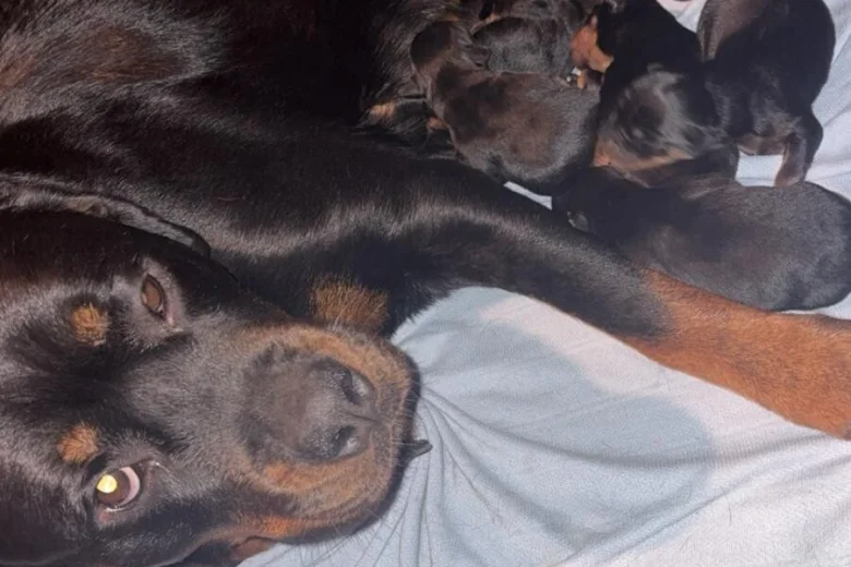 Rottweiler