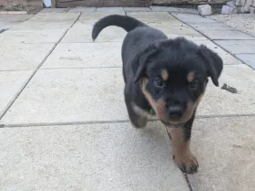 Rottweiler