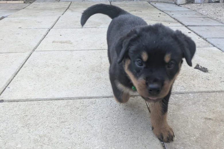 Rottweiler