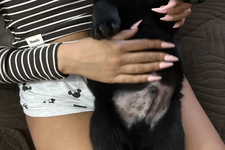 Rottweiler