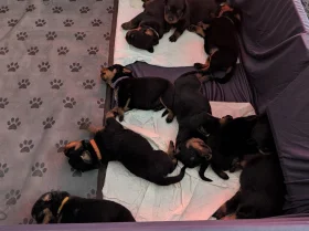 Rottweiler