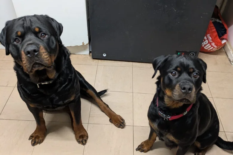 Rottweiler