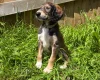 Saluki