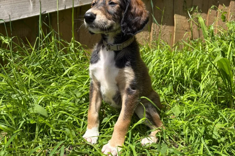 Saluki