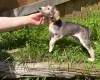 Saluki