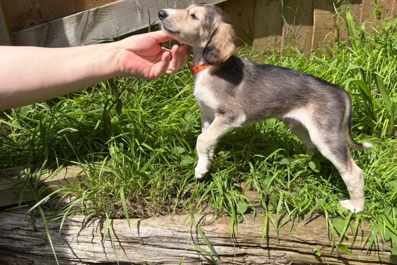 Saluki