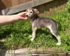 Saluki