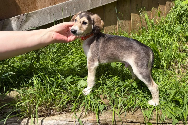 Saluki