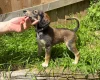 Saluki