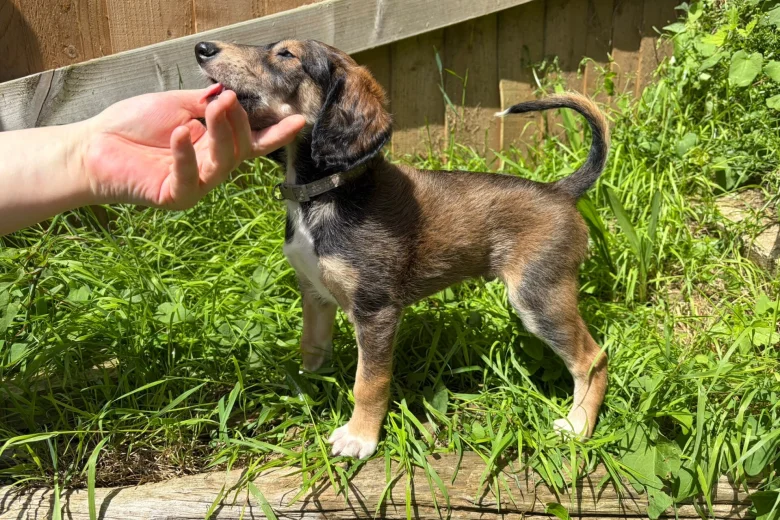 Saluki