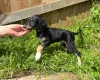 Saluki
