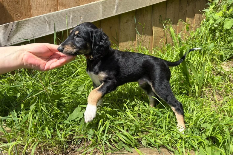 Saluki