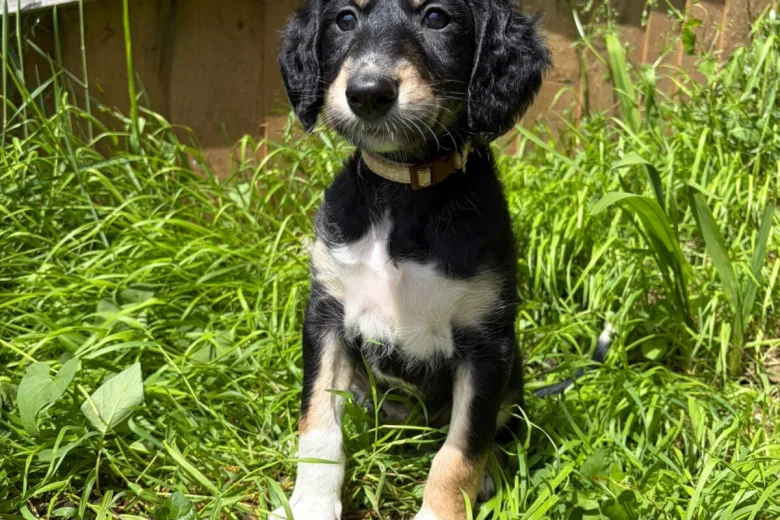 Saluki