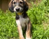 Saluki