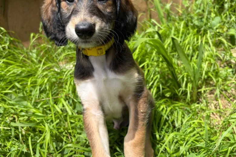 Saluki