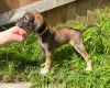 Saluki