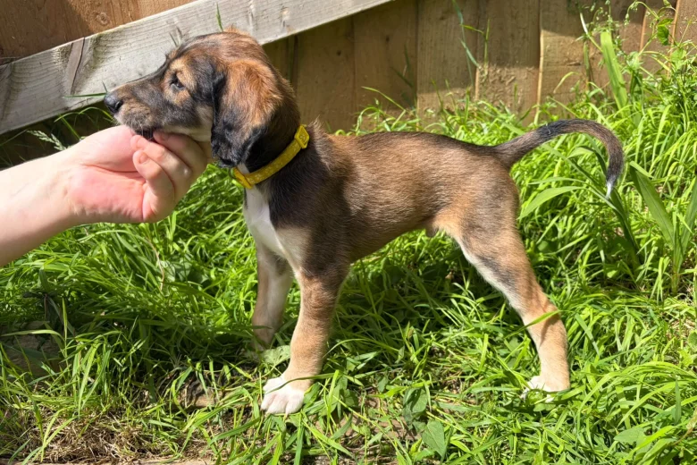 Saluki