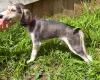 Saluki
