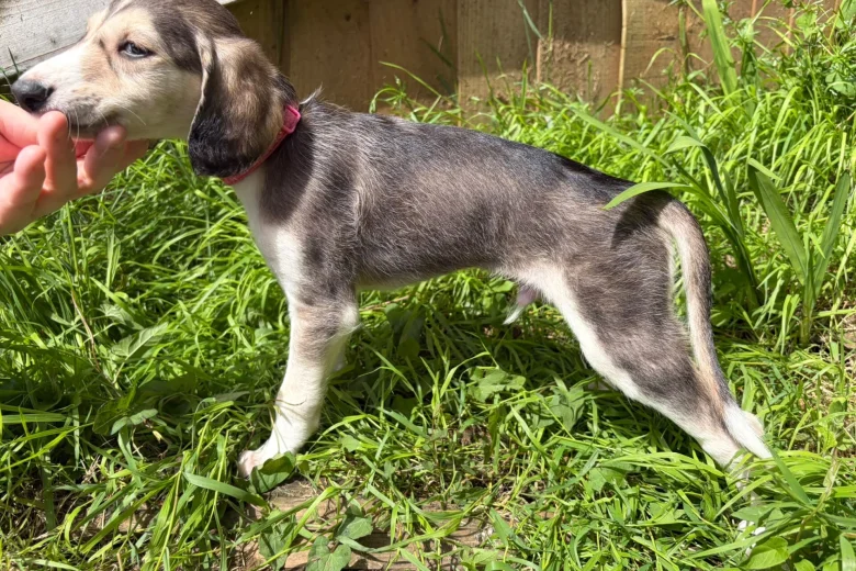 Saluki