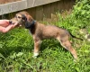 Saluki