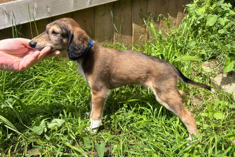 Saluki