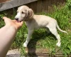 Saluki