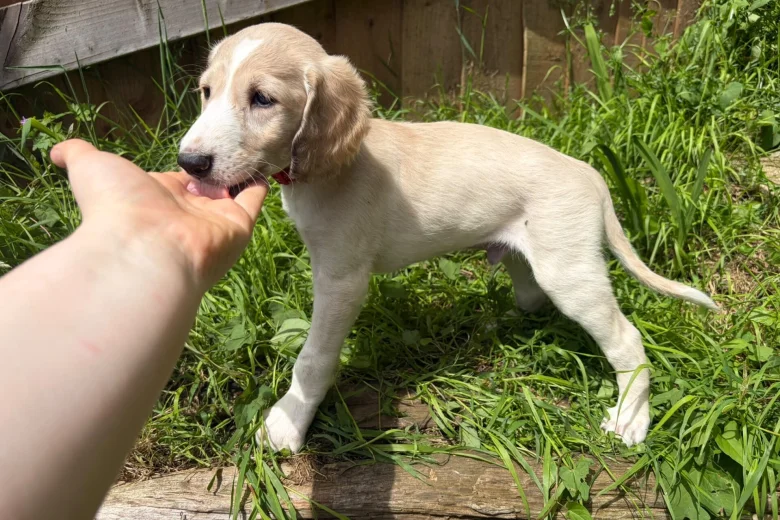 Saluki