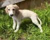 Saluki