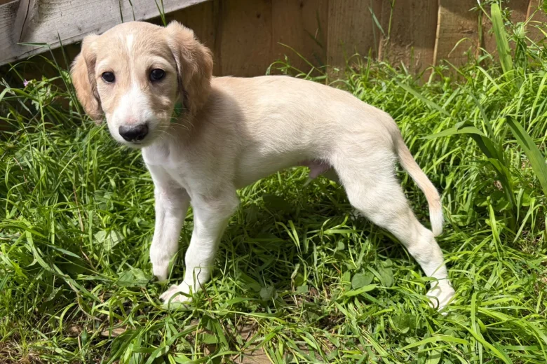 Saluki