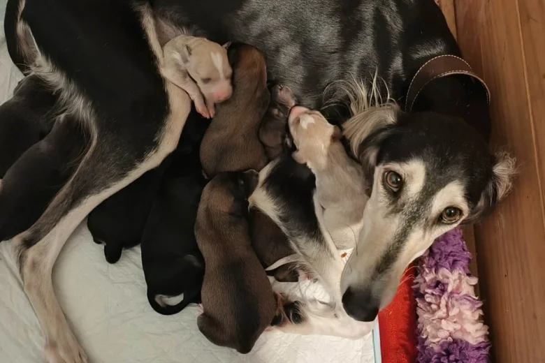 Saluki