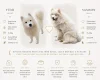 Samoyed