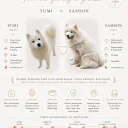 Samoyed