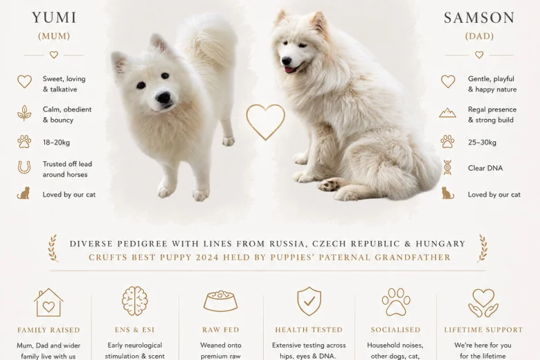 Samoyed